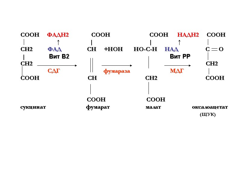 СООН     ФАДН2        